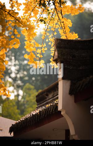 Il vivace e giallo fogliame di ginkgo autunnale è sospeso sul tetto di un edificio. Foto Stock