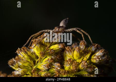 Pisaurina mira Nursery web ragno un giardino comune e prato insetto con fuoco selettivo. Foto Stock