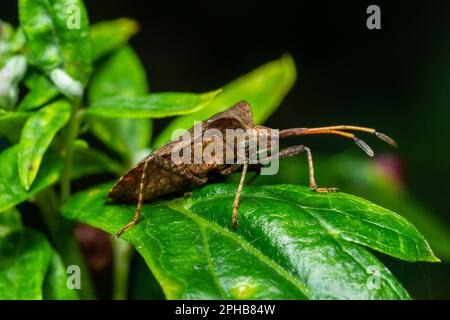 Squash bug Coreus marginatus. Dock bug Coreus marginatus su una foglia verde di erba. Foto Stock