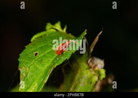 Primo piano macro acaro di velluto rosso o Trombidiidae in ambiente naturale. Foto Stock