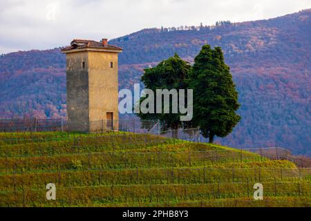 Vigneto a collina d'oro con montagna a Lugano, Ticino in Svizzera. Foto Stock