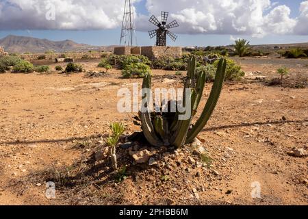 Cactus tradizionali e piante altre. Terreno roccioso sabbioso con molte pietre. Mulino a vento decorativo e una montagna sullo sfondo. Cielo blu con clone bianco Foto Stock