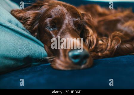 Vista laterale ritratto di simpatico Irish Setter cane sdraiato sul letto con cucciolo occhi guardare, spazio copia Foto Stock