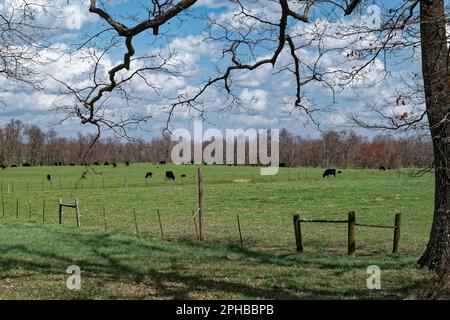 Mucche nere con vitelli nel campo agricolo pascolo circondato da una recinzione elettrica in una giornata di sole in primavera Foto Stock