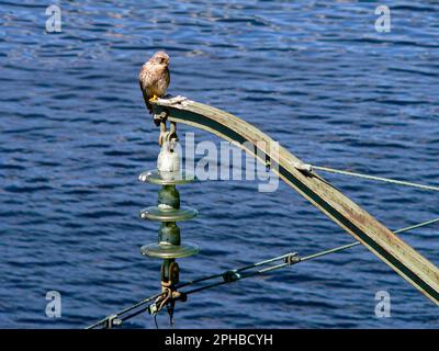 Un uccello preda, un gheppio comune femminile adulto (Falco tinnunculus) è in agguato per preda da una linea di trazione elettrica. Foto Stock