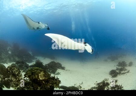 Due razze Reef Manta che volano nel blu Foto Stock