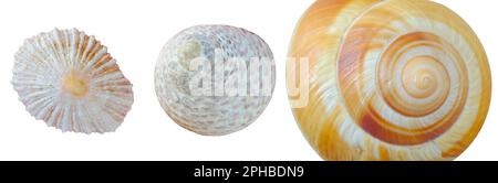 conchiglie di seashell e lumaca, primo piano, isolate su bianco Foto Stock