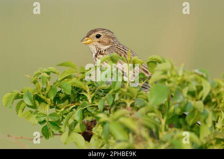 inconfondibile... Pannocchie di mais *Emberiza calandra* seduta sopra i cespugli Foto Stock