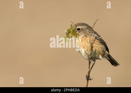 con il materiale di nesting nel suo becco... Stonechat *sassicola torquata*, femmina. Foto Stock