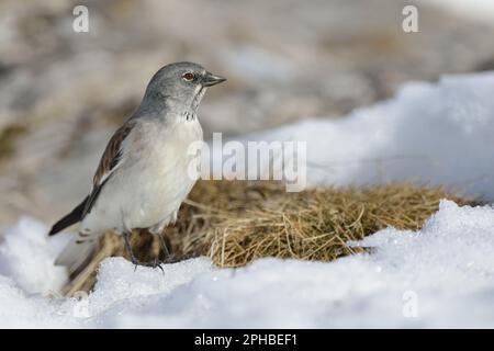 nel suo habitat... Neve Sparrow ( Montifringilla nivalis ) durante la nevicata nelle Alpi. Foto Stock