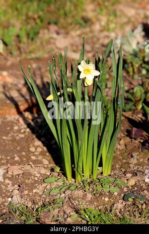 Narcissus o Daffodil o Daffadowndilly o Jonquil piante perenni di geofiti bulbiferi erbacei con fiore singolo completamente aperto bianco Foto Stock