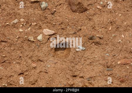 Le scogliere di granito di da Neap a est contrastano con il basalto e poi con l'arenaria rossa dell'estremità occidentale Foto Stock