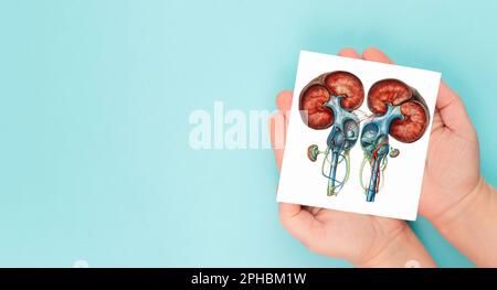 Malattie degli organi renali, giornata mondiale dei reni, problemi di salute, donazione e trapianto, problema medico Foto Stock