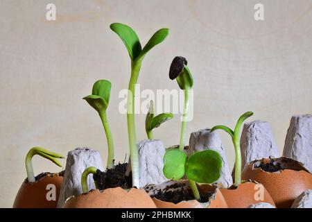 Girasole piantine germogliate in gusci d'uovo riempiti di terreno, giardinaggio ecologico ed economico. Concetto di giardinaggio domestico sostenibile. Foto Stock