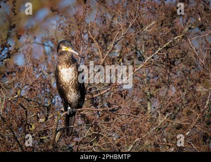 Un solitario giovane cormorano, (Phalacrocorax carbo), arroccato su un ramo di albero che sovrastano un lago di acqua dolce a Blackpool, Lancashire, Regno Unito Foto Stock