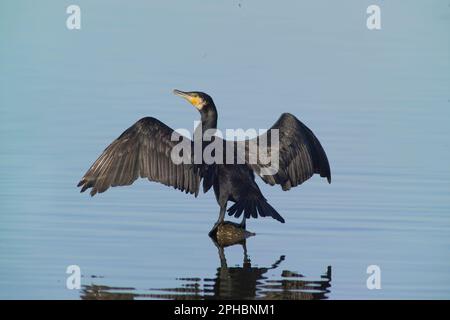 Cormorano (Phalacrocorax carbo). Grand Cormoran. Laguna di Casaraccio. Stintino, Sardegna, Italia Foto Stock