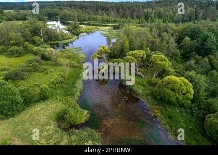 Paesaggio estivo. Fiume Izvarka (fotografia aerea). Russia Foto Stock