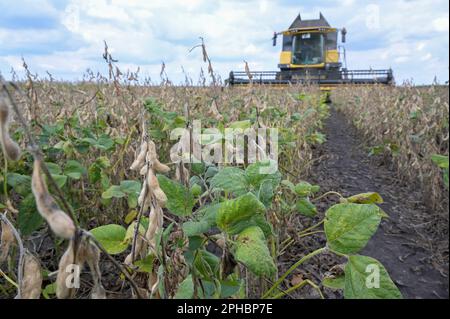 SERBIA, regione Vojvodina, allevamento e raccolta di soia senza OGM / SERBIEN, regione Vojvodina, ADP Kooperativing in Ratkovo, Mitglied bei DonauSoja Initiative zur Förderung von Sojaanbau in Europa, Ernte von OGM freiem Soja mit New Holland Mähdrescher Foto Stock