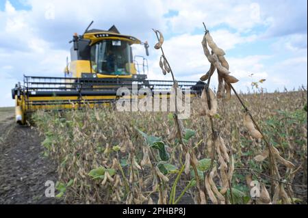 SERBIA, regione Vojvodina, allevamento e raccolta di soia senza OGM / SERBIEN, regione Vojvodina, ADP Kooperativing in Ratkovo, Mitglied bei DonauSoja Initiative zur Förderung von Sojaanbau in Europa, Ernte von OGM freiem Soja mit New Holland Mähdrescher Foto Stock