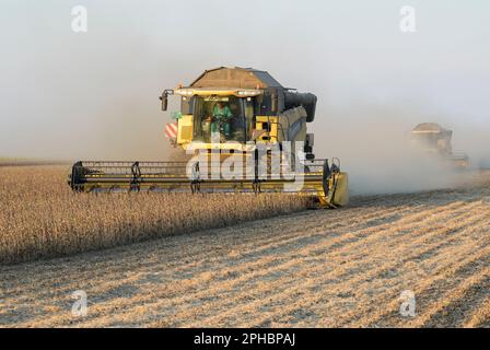 SERBIA, regione Vojvodina, raccolta libera di soia OGM / SERBIEN, regione Vojvodina, iniziativa Donau Soja, Förderung von Soja Anbau zur Proteingewinnung in Europa, Ernte von OGM freiem Soja Foto Stock