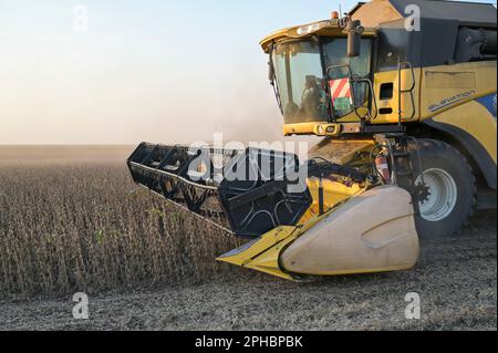 SERBIA, regione Vojvodina, raccolta libera di soia OGM / SERBIEN, regione Vojvodina, iniziativa Donau Soja, Förderung von Soja Anbau zur Proteingewinnung in Europa, Ernte von OGM freiem Soja Foto Stock