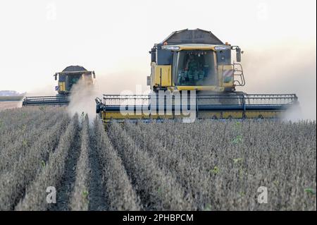 SERBIA, regione Vojvodina, raccolta libera di soia OGM / SERBIEN, regione Vojvodina, iniziativa Donau Soja, Förderung von Soja Anbau zur Proteingewinnung in Europa, Ernte von OGM freiem Soja Foto Stock