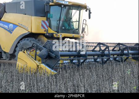 SERBIA, regione Vojvodina, raccolta libera di soia OGM / SERBIEN, regione Vojvodina, iniziativa Donau Soja, Förderung von Soja Anbau zur Proteingewinnung in Europa, Ernte von OGM freiem Soja Foto Stock