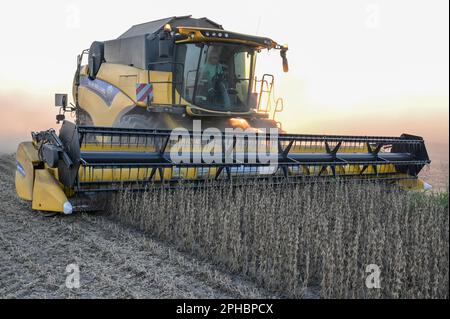 SERBIA, regione Vojvodina, raccolta libera di soia OGM / SERBIEN, regione Vojvodina, iniziativa Donau Soja, Förderung von Soja Anbau zur Proteingewinnung in Europa, Ernte von OGM freiem Soja Foto Stock