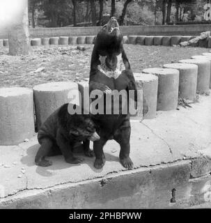 1950s, storico, due orsi hamalayani, uno in piedi sulle gambe posteriori, l'altro che si accovacciano, sul bordo del loro recinto a Chester zoo, Inghilterra, Regno Unito. Materiali del dopoguerra risparmiati da WW2 blocchi stradali e trappole, come i pilastri in cemento qui visti, sono stati utilizzati in molti dei recinti degli animali. Foto Stock