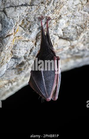 Primo piano pipistrello a ferro di cavallo addormentato (ippposideros di Rhinolophus) che pende capovolto in cima alla grotta. Foto Stock