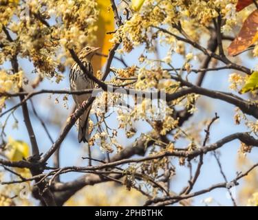 Un pipettatore a dorso di ulivo poggiato su un albero Foto Stock