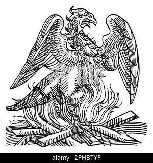 Una fenice ottiene nuova vita risorgendo dalle ceneri del suo predecessore. Uccello immortale e creatura dell'antica mitologia greca. Foto Stock