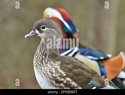 Anatre mandarine (Aix galericulata) Foto Stock