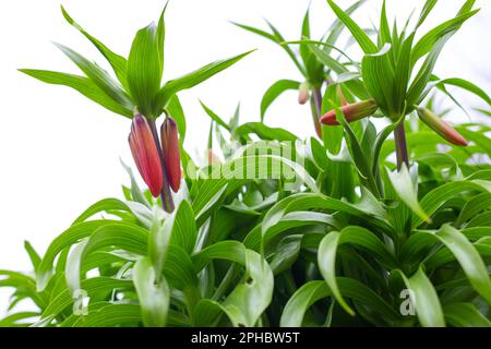 Fiori di gallo reale arancione con fogliame verde nel giardino. Piante ornamentali e fiori per la progettazione di paesaggi. Foto Stock