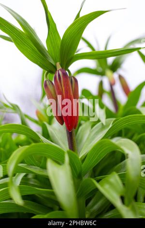 Fiori di gallo reale arancione con fogliame verde nel giardino. Piante ornamentali e fiori per la progettazione di paesaggi. Foto Stock