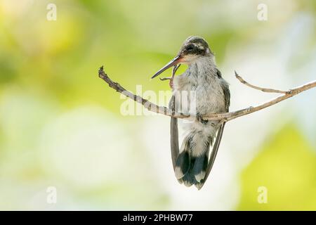 Colibrì di mango dal petto verde, Anthracotorax prevostii, femmina adulta che nutre il pulcino di recente uscita sul ramo dell'albero, Roatan, Honduras Foto Stock