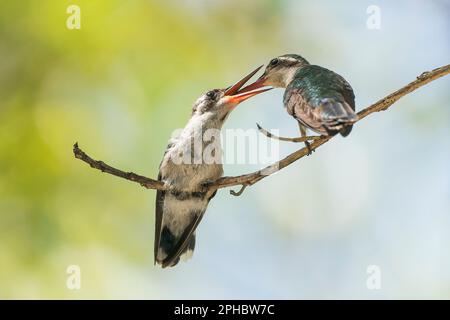 Colibrì di mango dal petto verde, Anthracotorax prevostii, femmina adulta che nutre il pulcino di recente uscita sul ramo dell'albero, Roatan, Honduras Foto Stock