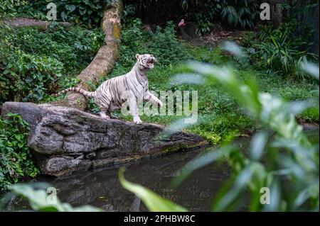 Una tigre bianca nello zoo si prepara a prendere un pezzo di carne gettato. Foto Stock