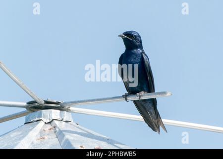 Viola martin, Progne subis, singolo adulto maschio arroccato su scatola di nidificazione artificiale, Wakodahatchee, Florida, USA Foto Stock