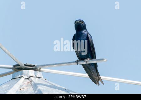 Viola martin, Progne subis, singolo adulto maschio arroccato su scatola di nidificazione artificiale, Wakodahatchee, Florida, USA Foto Stock