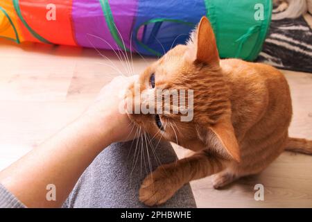 Il gatto rosso arrabbiato morde a mano in camera da vicino Foto Stock