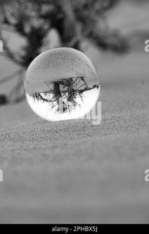 Una scala di grigi di una palla di vetro che poggia su sabbie con alberi sfocati sullo sfondo Foto Stock