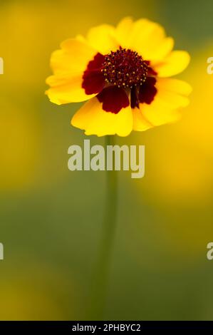 Semi d'oro (lat. Coreopsis tinctoria) Foto Stock