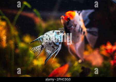 Pterophyllum scalare dal mio serbatoio Foto Stock