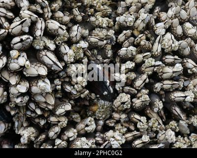 Un colpo di un gruppo di molluschi di conchiglia di varie forme e dimensioni aggrappati ad una grande roccia su una spiaggia Foto Stock