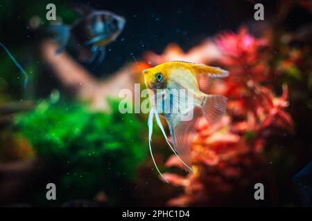 Pterophyllum scalare dal mio serbatoio Foto Stock