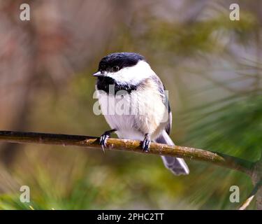 Chickadee primo piano profilo vista frontale arroccato su un ramo di albero con sfondo conifere sfocato nel suo ambiente e habitat circostante. Foto Stock