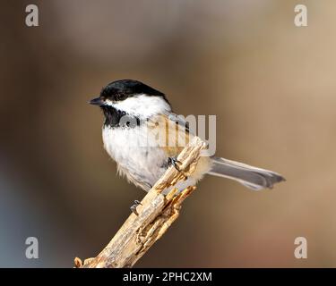 Chickadee primo piano vista del profilo arroccato su un ramoscello con sfondo marrone sfocato nel suo ambiente e habitat circostante. Immagine Chickadee con cappuccio nero. Foto Stock