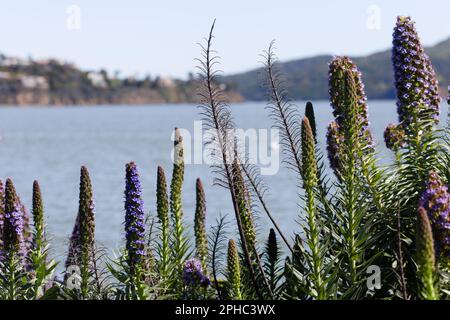 Candele viola di Echium che fiorono sul lungomare di Sausalito, California, con vista sulla baia di San Francisco Foto Stock