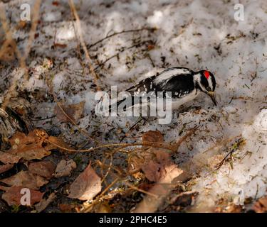 Woodpecker vista aerea maschile seduta su neve e foglie marroni e alla ricerca di cibo nel suo ambiente e habitat circostante mostra ali di piume. Foto Stock